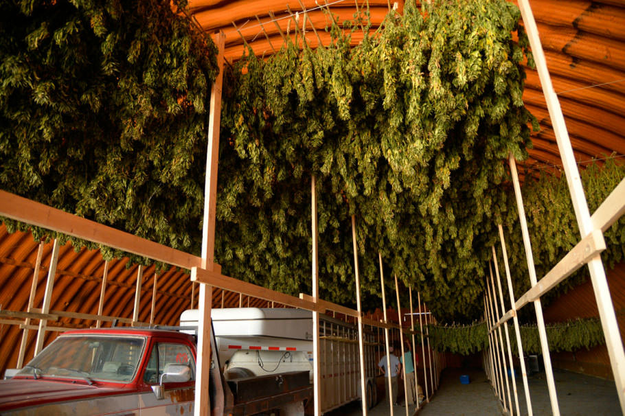 Cannabis plants drying 