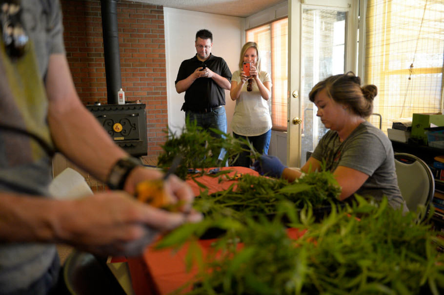 Harvesting cannabis to turn it into oil