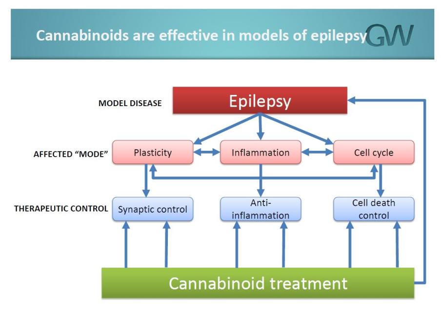 GW Pharmaceuticals studies the role of CBD against epilepsy