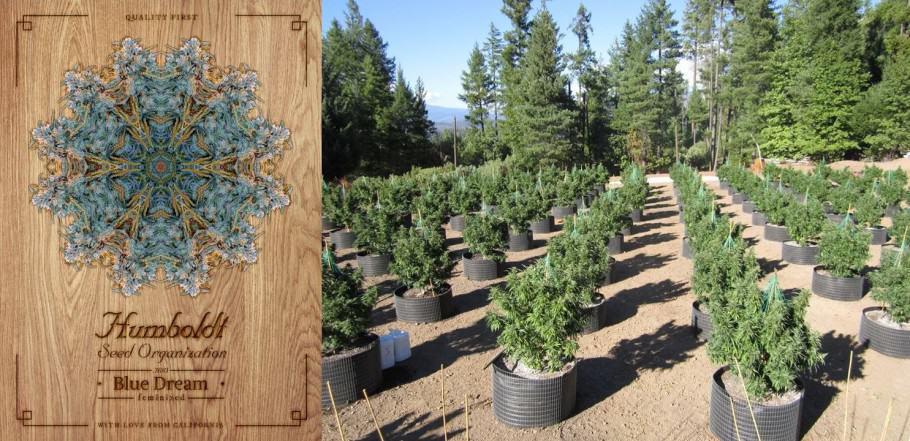 Outdoor plants by Humboldt Seeds Organization