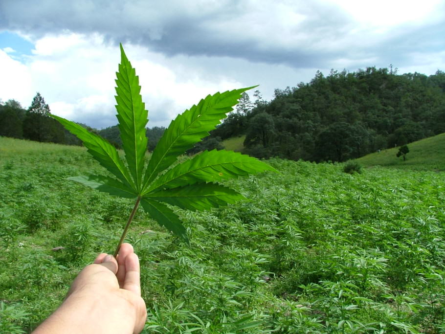 Biggest Cannabis crop of the world