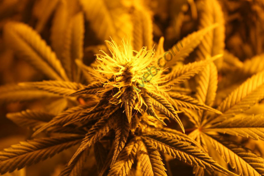 Cannabis plant beginning the flowering stage under a HPS light