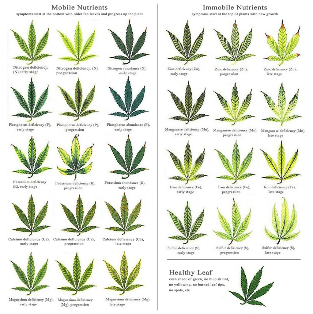 Deficiency Chart Of Plant Nutrients