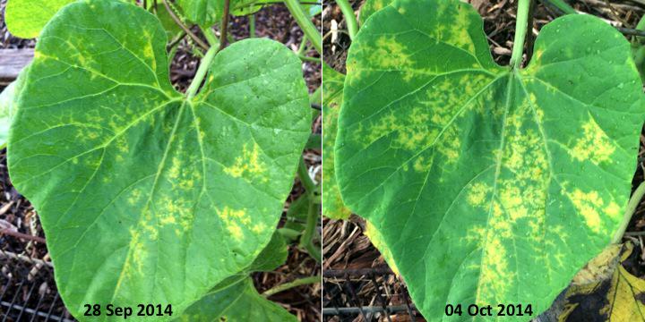 Cucumber mosaic virus