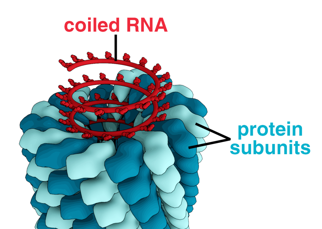 TMV structure 