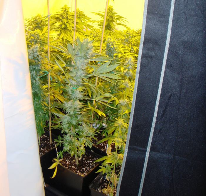 Cannabis plants grown in soil