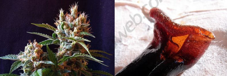 Cannabis buds and hashish