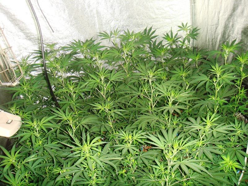 Cannabis plants stretching