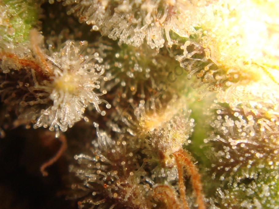 Trichomes ready to harvest, 55 days