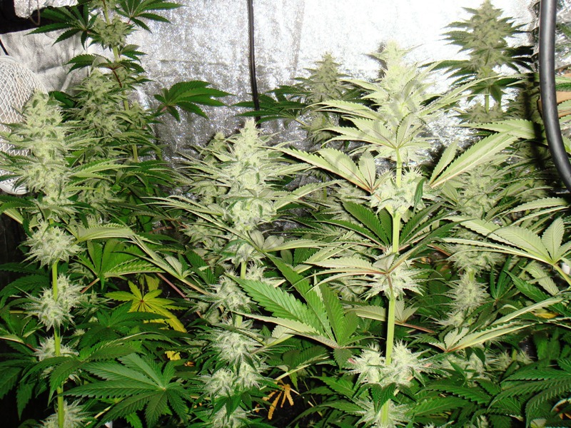 33 days into flowering, bud production is on fire