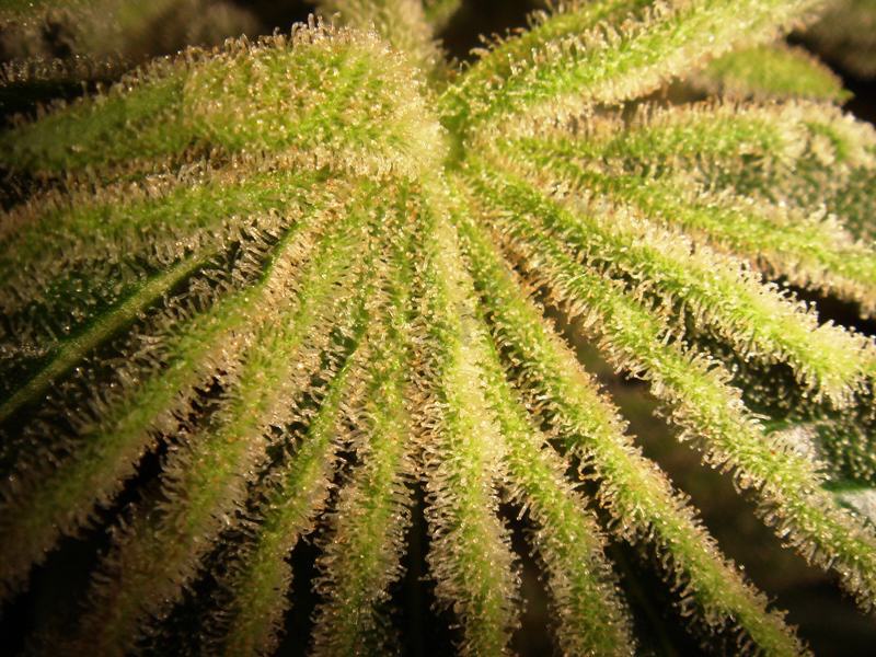 Trichome production on the leaves is awesome