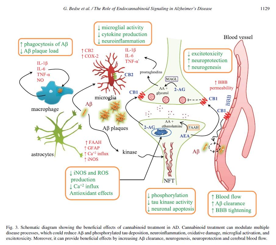 Beneficial effects of cannabinoids on Alzheimer's disease