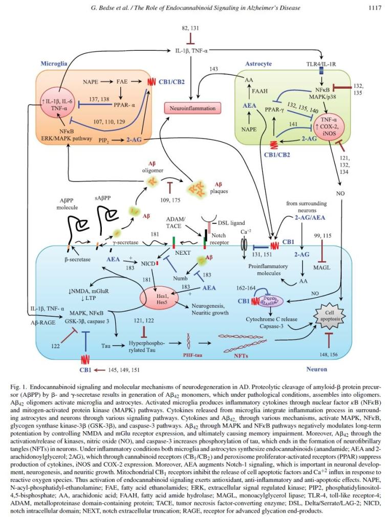 the endocannabinoid system and Alzheimer's disease