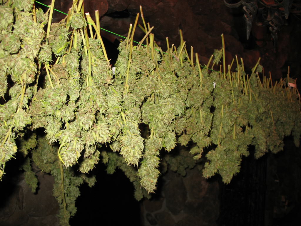 Cannabis can develop botrytis during the drying process
