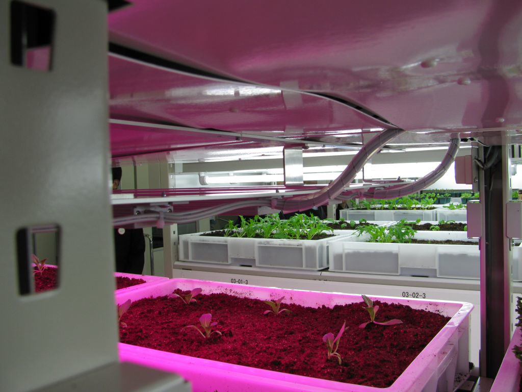 With indoor facilities, it’s the grower who decides the length of the photoperiod