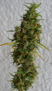 Sativa marijuana strain with aerated buds