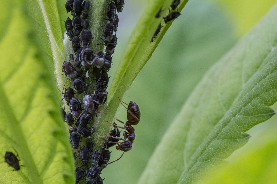 Aphids and ants often come together