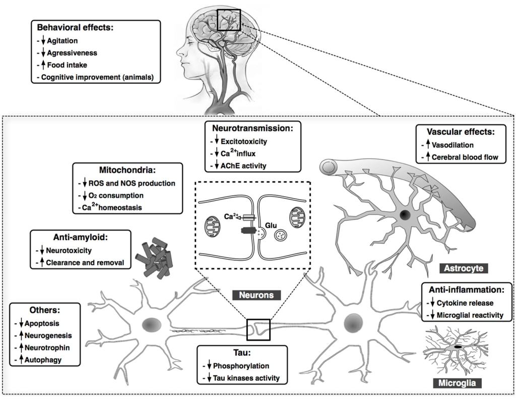 Marijuana against Alzheimer's disease