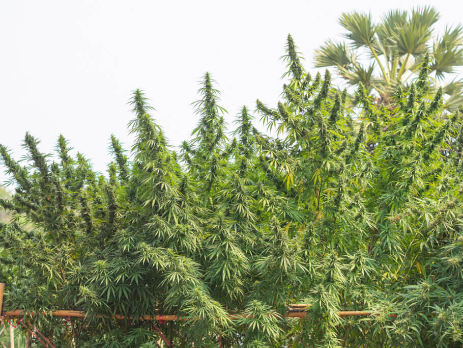  Cannabis Sativa plants can reach a height of several meters if they receive enough light