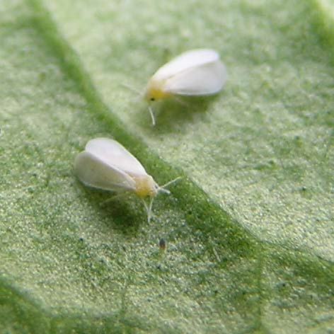 Whiteflies are often found on the underside of the leaves