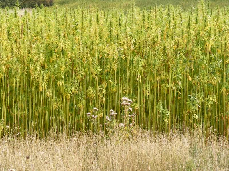 Hemp crop in UK - Wikipedia