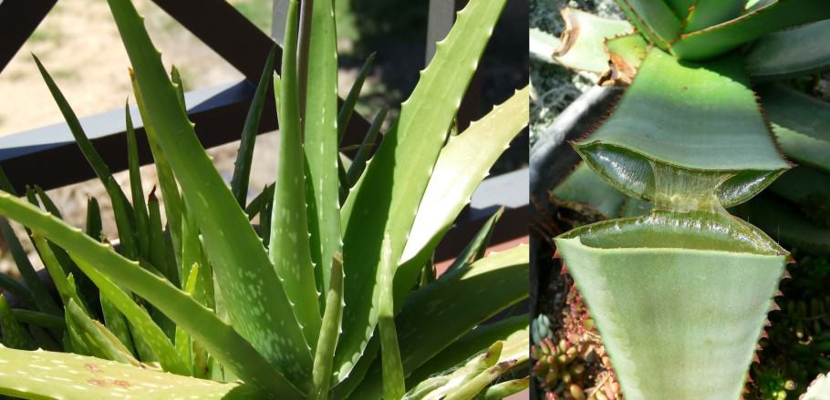 The leaves of Aloe Vera contain a juice very rich in active principles