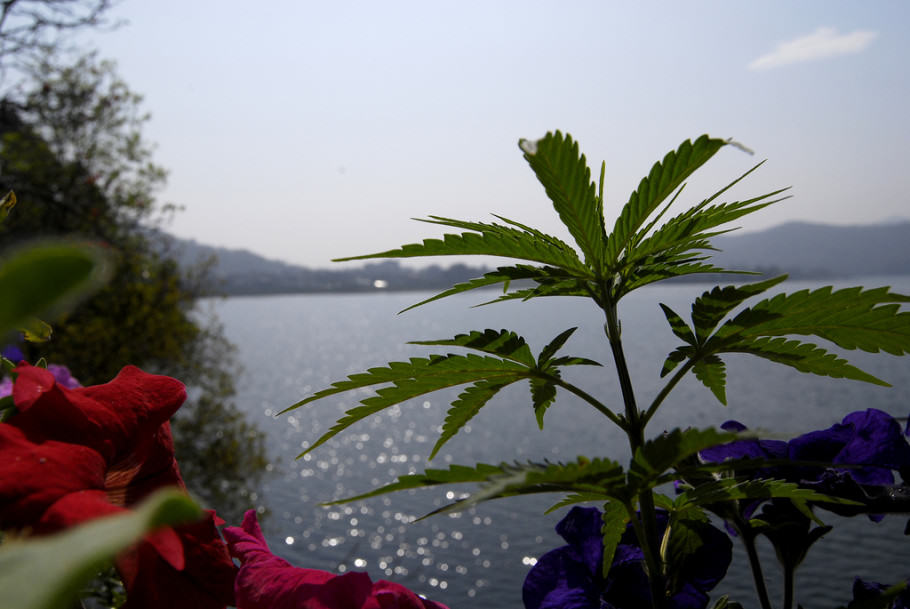 Wild grown cannabis in Pokhara, Nepal