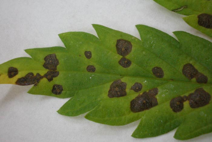 Alternaria in the cannabis crop