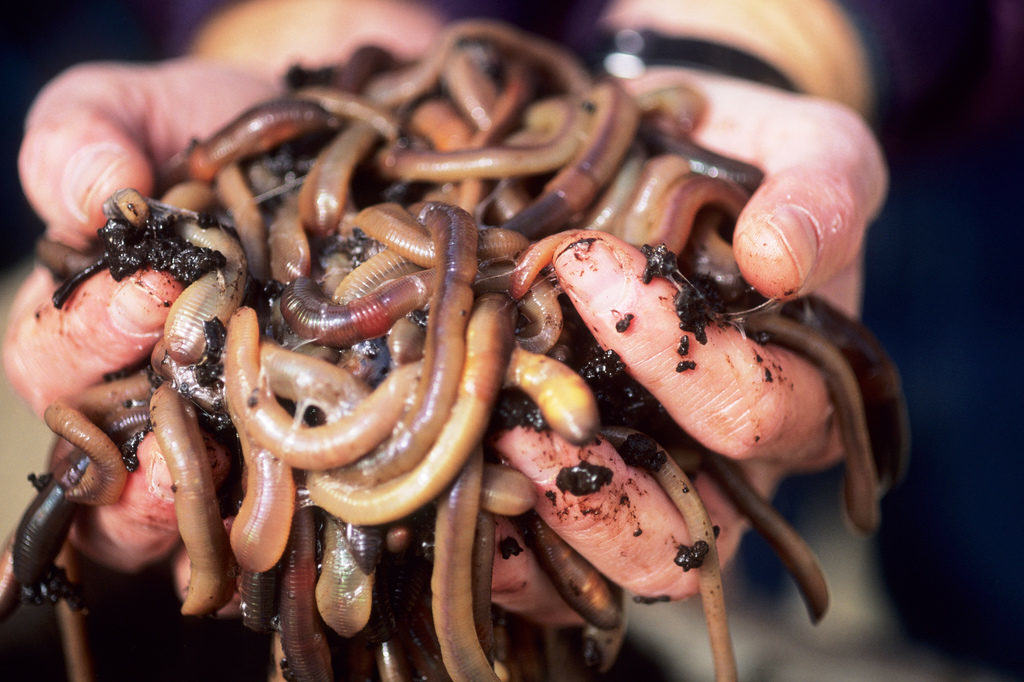 Earthworms greatly improve the soil properties