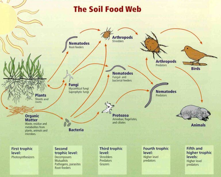 Soil Food Web Gardening