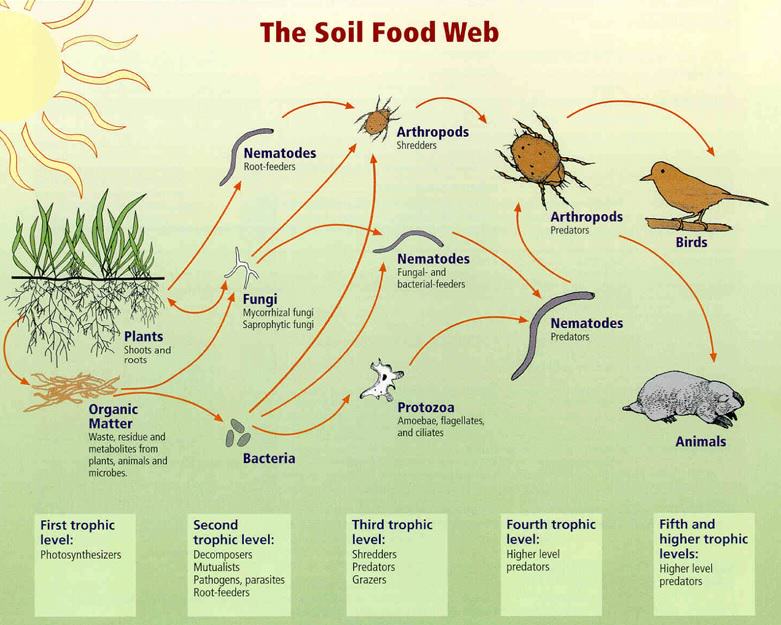 soil-food-web