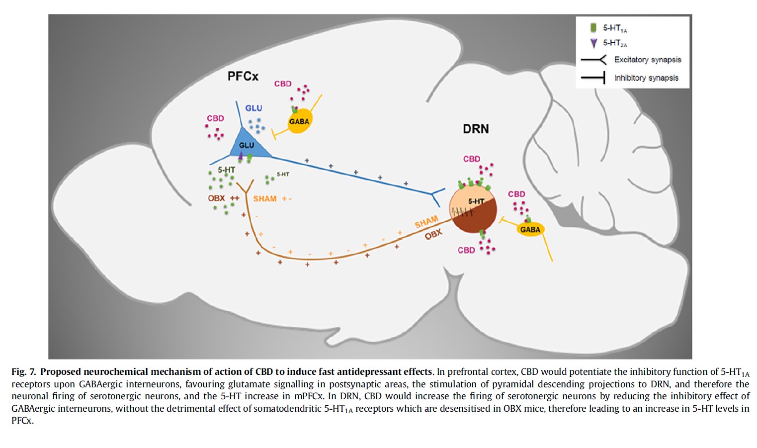 Anxiolytic and antidepressant effects of CBD