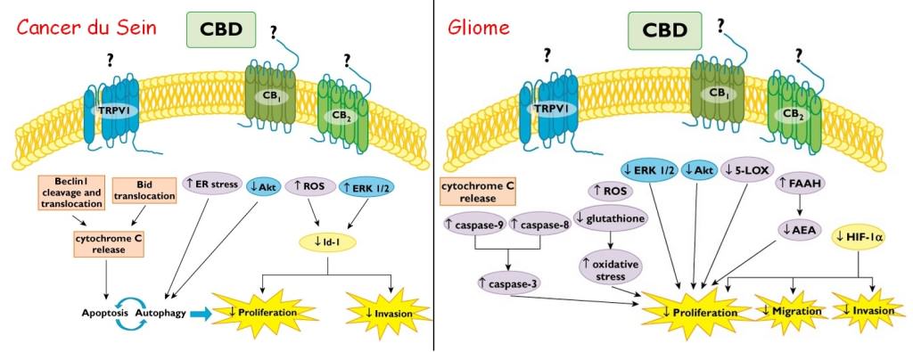 Effects of CBD in different types of tumors