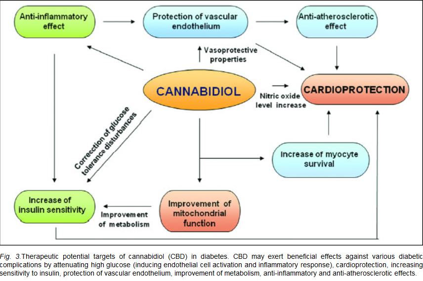 Action of CBD on diabetes