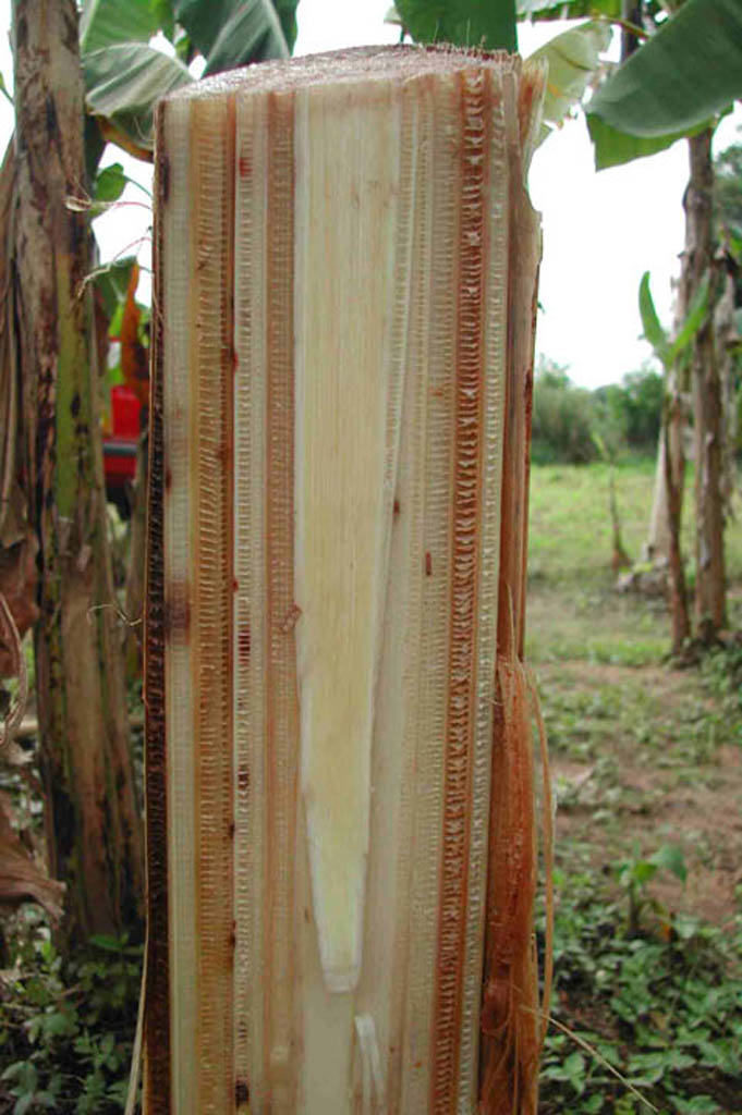 Fusarium wilt discoloured banana vascular bundle