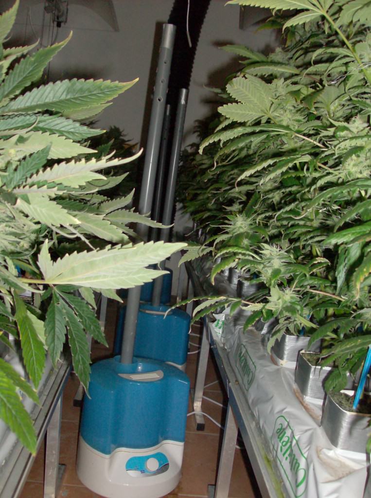 Growing cannabis in rockwool
