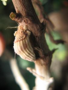 Mealybug attached to a branch