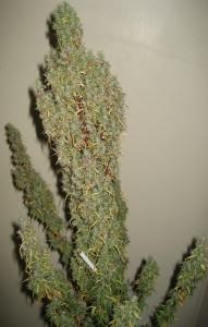 Haze hybrid from Mr. Nice Seeds