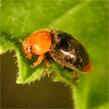 Cryptolaemus montrouzieri, a predatory ladybird 