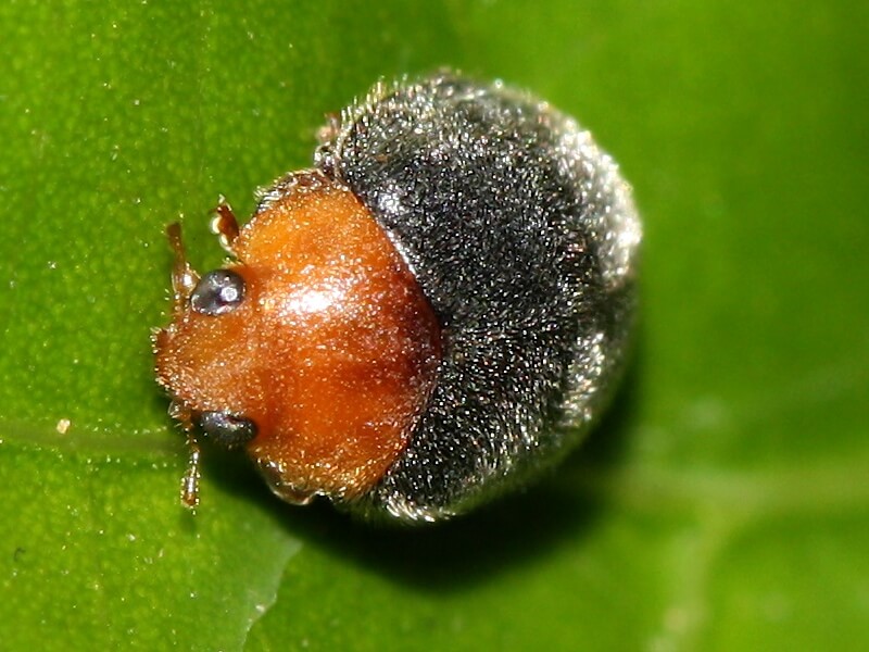 Specimen of Cryptolaemus montrouzieri, mealybug predator