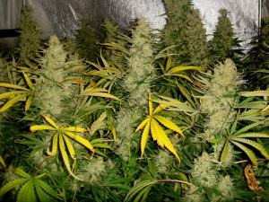 Growing marijuana with Metrop nutrients