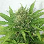 Very tight central head of Royal Cheese Auto