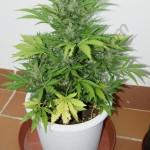 RCA 11L with yellow leaves