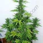 The leaves of Flash Babylon 11L also turn yellow