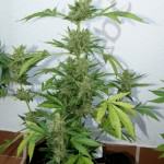 Flash Babylon Smart Pot 18L producing resin