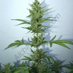 Central head Flash Babylon 18L