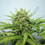 Macro central head of Royal Cheese 18L