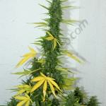 Flash Babylon with yellow leaves