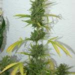 Detail view central head Flash Babylon Smart Pot 18L