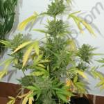 Flash Babylon 18L with all the leaves turned yellow